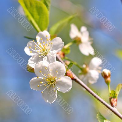  Spring tree