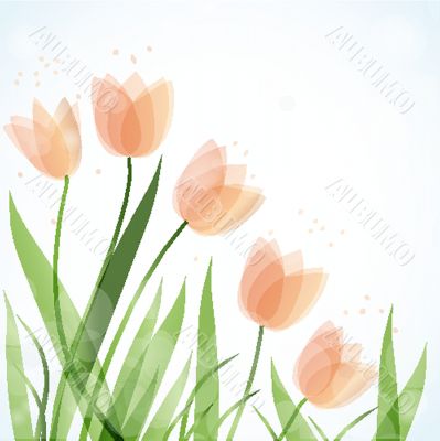 Decorative background with Tulips flowers