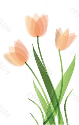 Decorative background with Tulips flowers