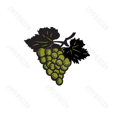 Vintage vector illustration with grape branch
