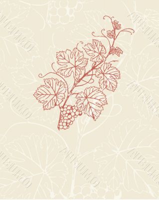 Vintage vector illustration with grape branch