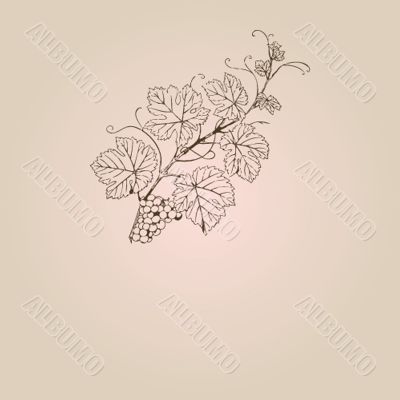 Vintage vector illustration with grape branch