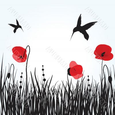 Spring card with beauty poppies.