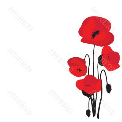 Spring card with beauty poppies.