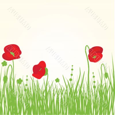 Spring card with beauty poppies.