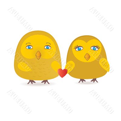 Owls couple in love.