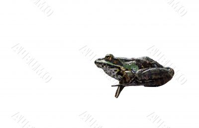 Tree frog isolated