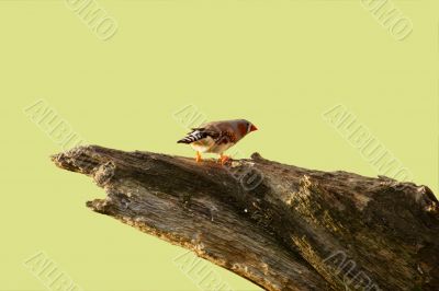 Zebra finch isolated