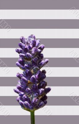 Lavender isolated