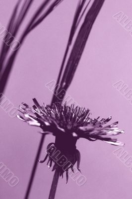 Common dandelion
