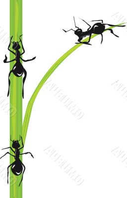 Ants. Vector.