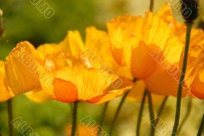 Californian Poppies