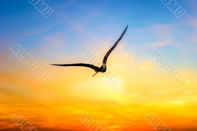 Nature Background