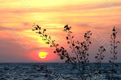 Nature Background
