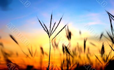 Nature Background