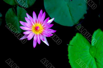 Water Lily