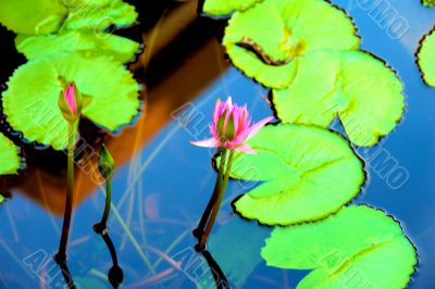 Water Lily