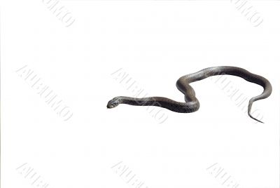 Grass snake isolated