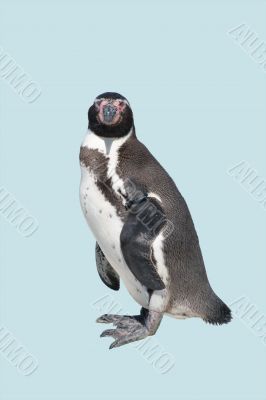 Humboldt Penguin isolated