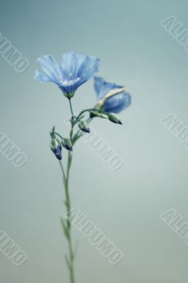 Linum flower