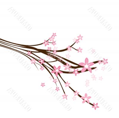 Blossom cherry - Greeting Card