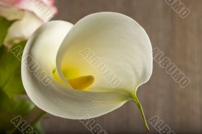 Calla