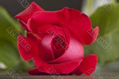 Red rose