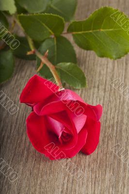Red rose