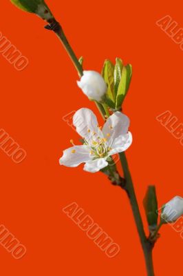 White cherry flower