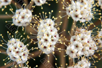 Viburnum
