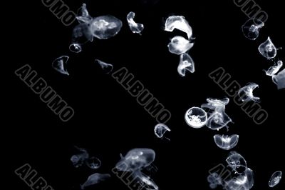 Jellyfish