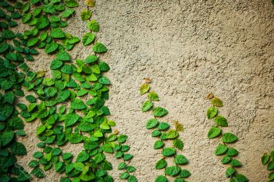 Green ivy on wall