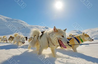 Dog sledging