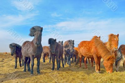 Icelandic horses
