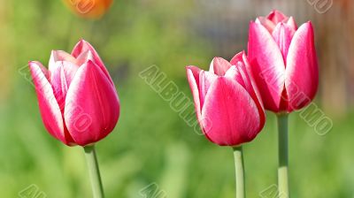  Pink Tulips