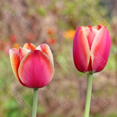  Pink Tulips