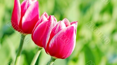  Pink Tulips