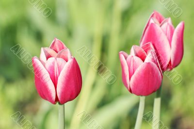  Pink Tulips