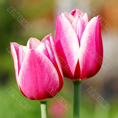  Pink Tulips