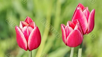  Pink Tulips