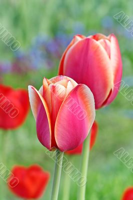  Pink Tulips