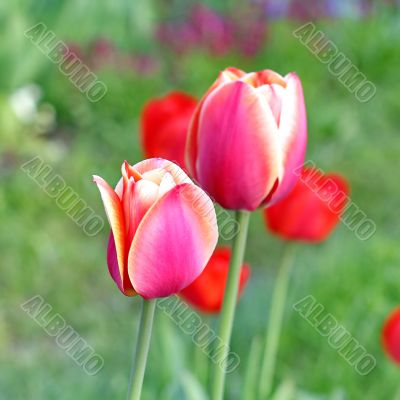  Pink Tulips