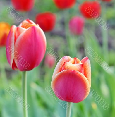  Pink Tulips