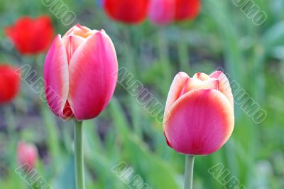  Pink Tulips