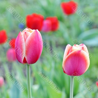  Pink Tulips