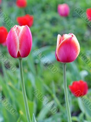  Pink Tulips