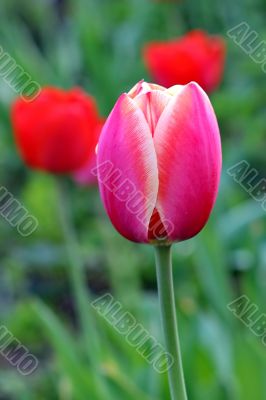  Pink Tulips