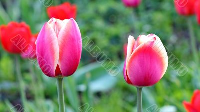  Pink Tulips