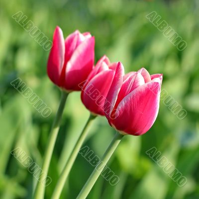  Pink Tulips