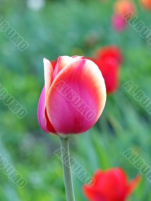  Pink Tulips